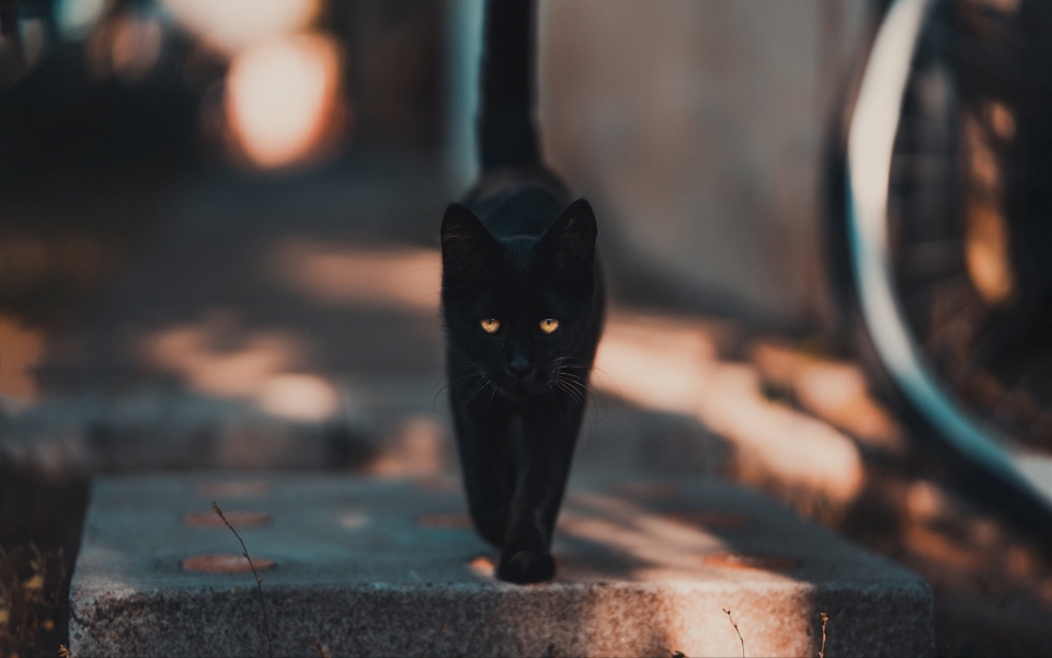 Download Mysterious Black Cat 4K 2024 2025 HD Wallpaper wallpaper