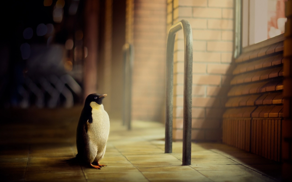 Download Penguins Hope Graceful Birds in HD 4K 5K 6K 7K 8K Wallpaper wallpaper