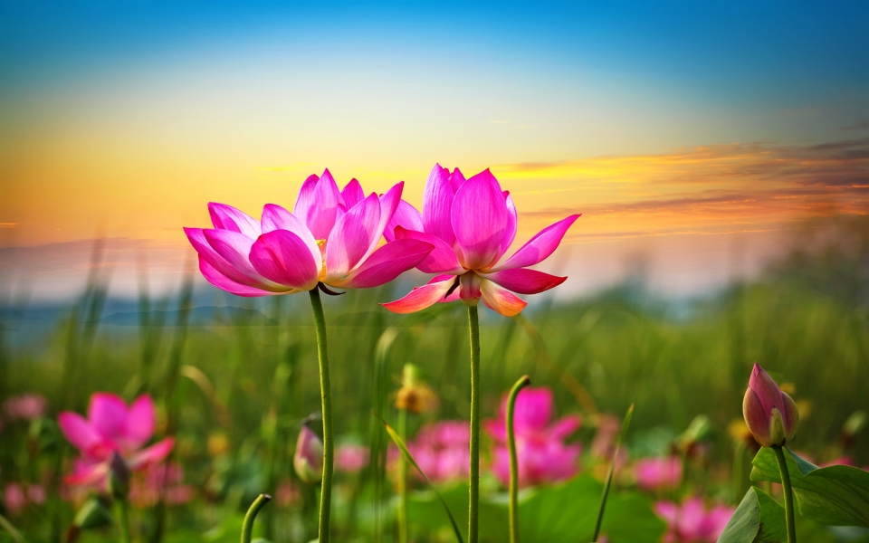 Download Pink Lotus Flowers at Sunset Bonito Sky HD Wallpaper wallpaper