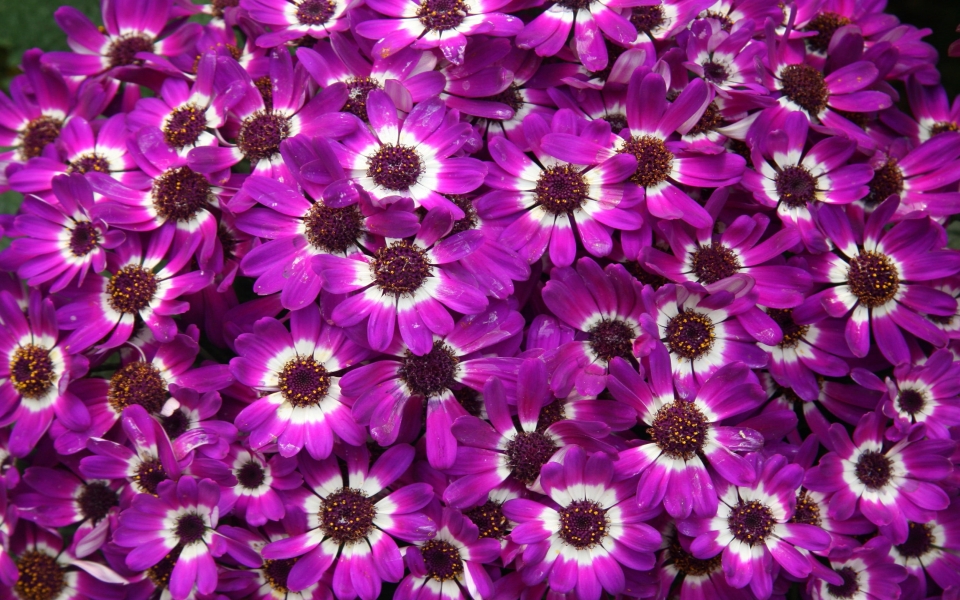 Download Purple Cineraria Flowers Enchanting Floral Beauty HD 4K 5K 6K Wallpaper wallpaper