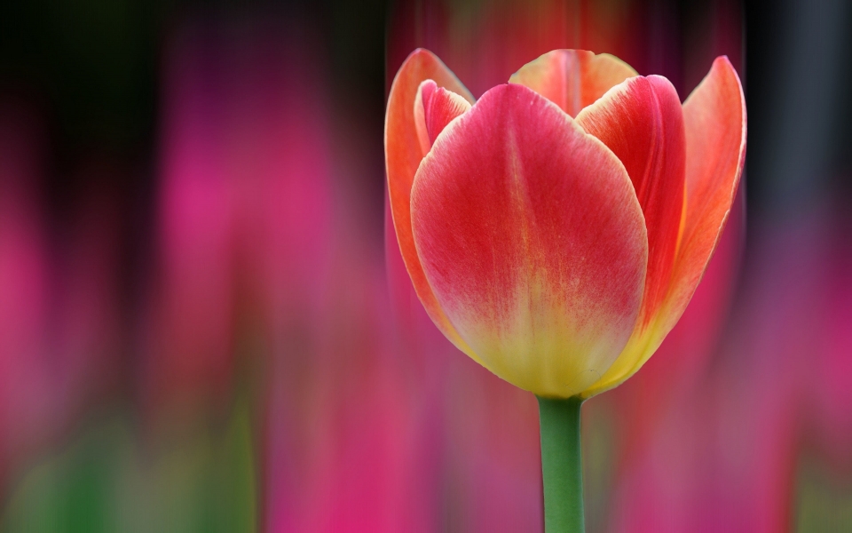 Download Red Tulip Blur Bokeh Tulips HD 4K 5K 6K Wallpaper wallpaper