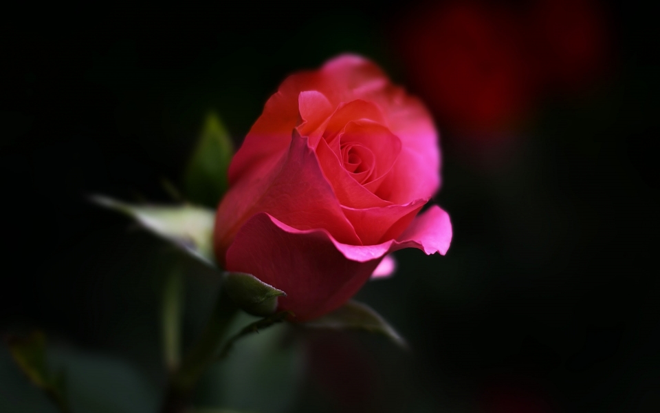 Download Rose Flower Delight HD 4K Wallpaper for iMac wallpaper