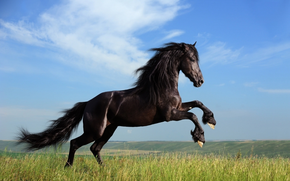 Download Running Ultra HD Wallpaper of Majestic Horses in Action wallpaper