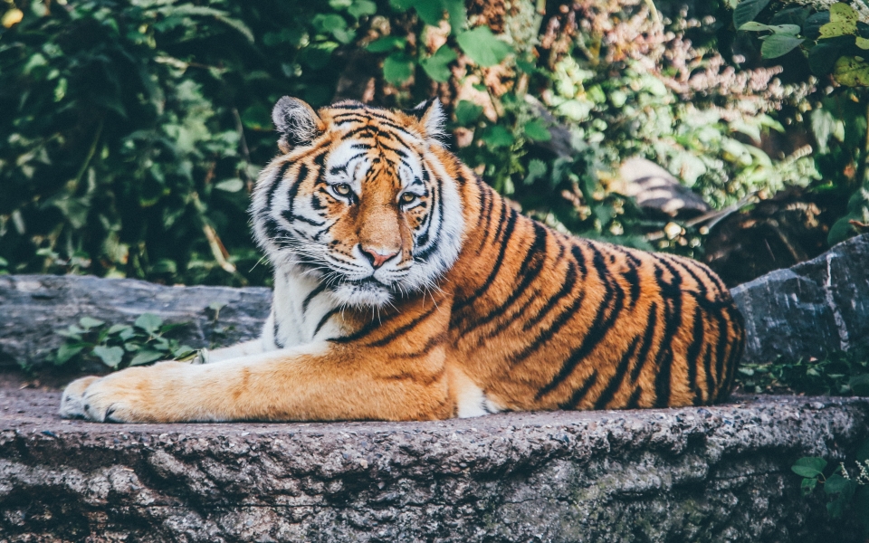 Download Safari Tiger HD 4K Wallpaper wallpaper