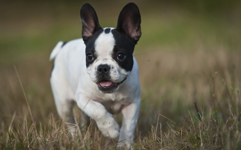 Download White French Bulldog Puppy HD Wallpaper Adorable Small Dog on Green Grass wallpaper