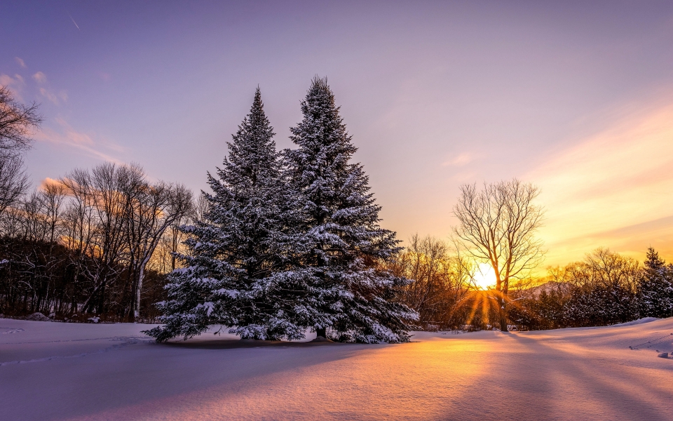 Download Winter Pine Trees Sunset Landscape HD Wallpaper Breathtaking Scenery wallpaper