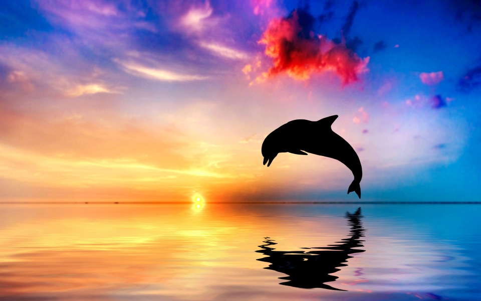 Download Dolphin at Sunset Stunning Sea Wildlife HD 4K 5K 6K Wallpaper wallpaper