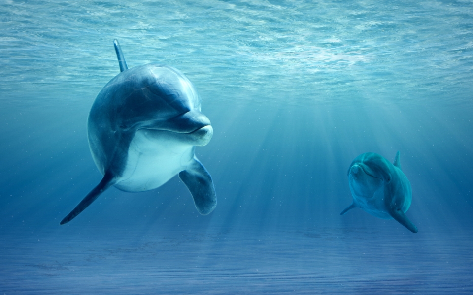 Download Dolphins Graceful Marine Mammals HD 4K 5K 6K Wallpaper wallpaper