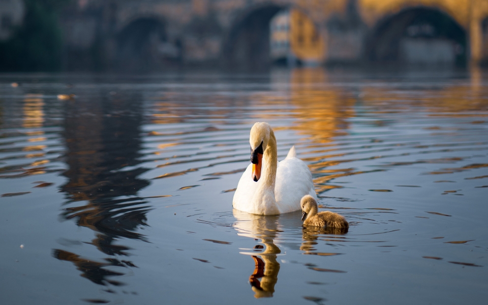 Download Graceful Swan with Chick on a Peaceful Pond 4K 5K 6K 7K 8K HD Wallpaper wallpaper
