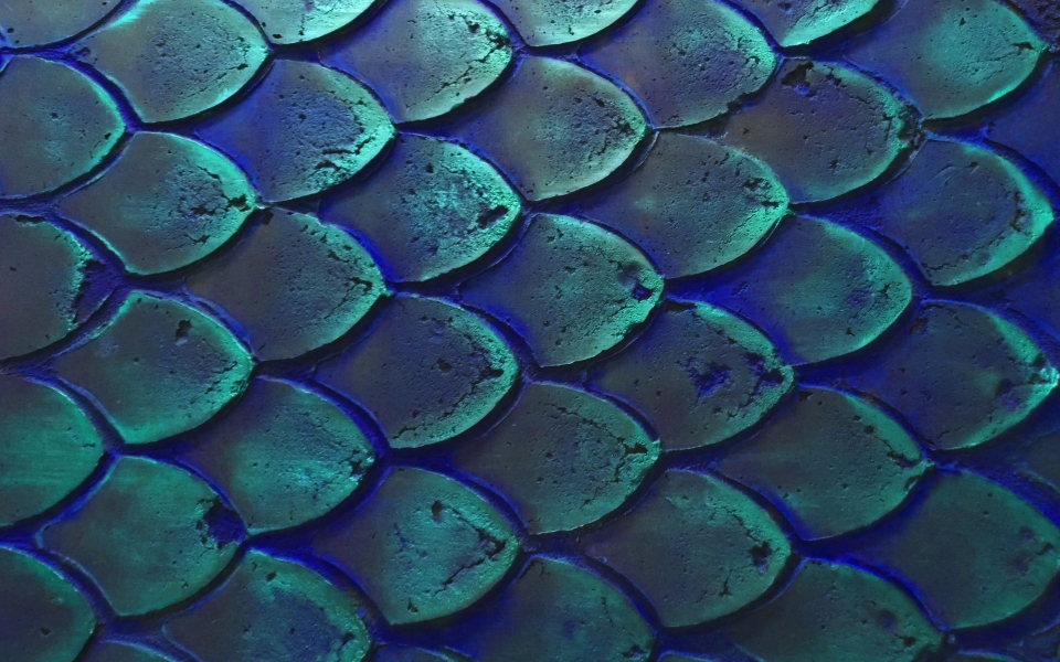 Download Macro Fish Scales Textures 3D Scales Background in HD 4K 5K 6K wallpaper
