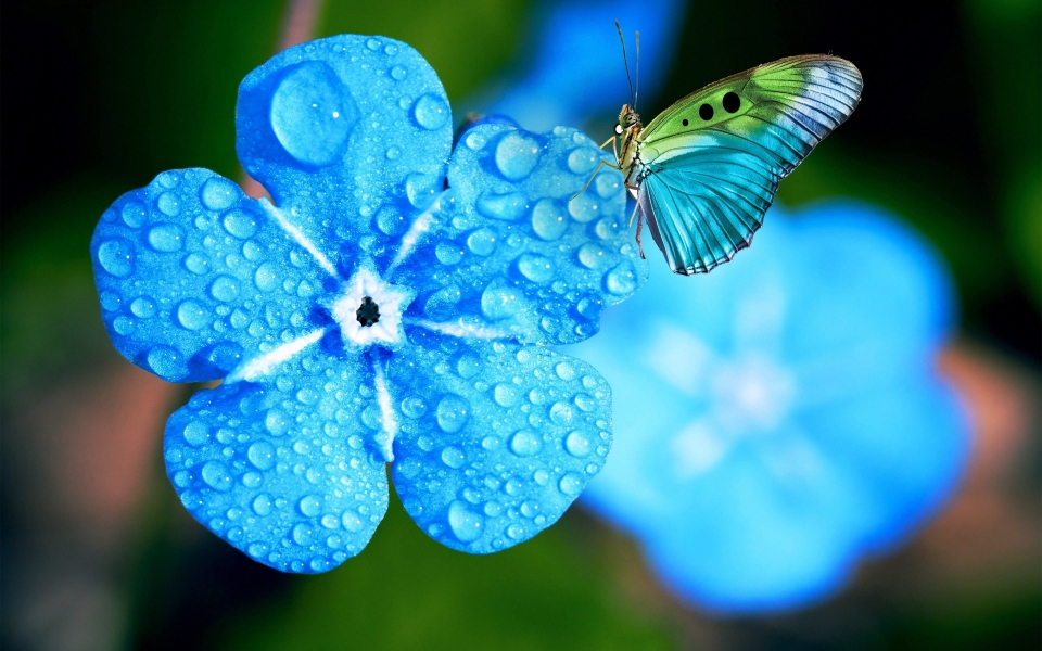 Download Myosotis Macro Blue Flowers in Spring 4k Wallpaper wallpaper