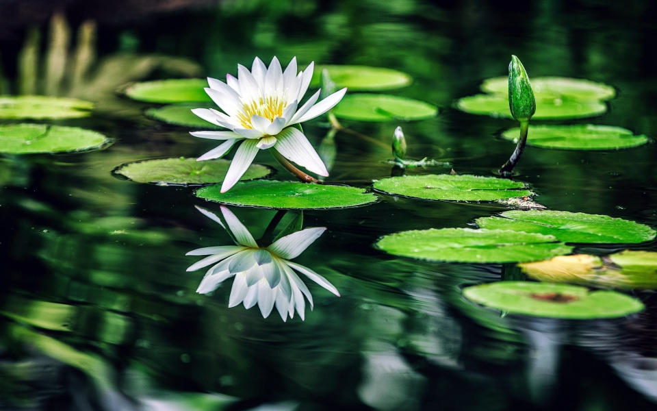 Download White Water Lilies with Green Leaves Serene Pool HD Wallpaper wallpaper