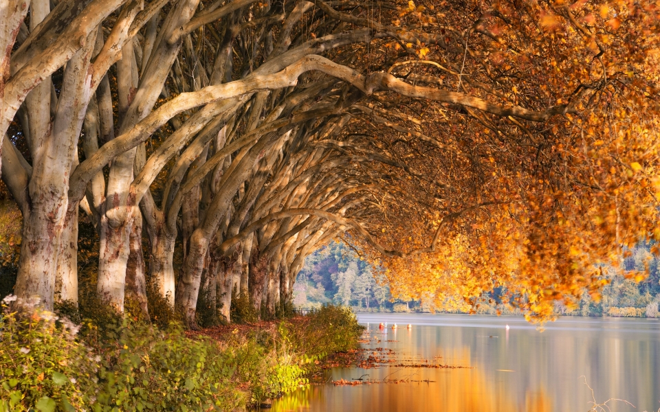Download Autumnal Tranquility 2024 HD Wallpaper wallpaper