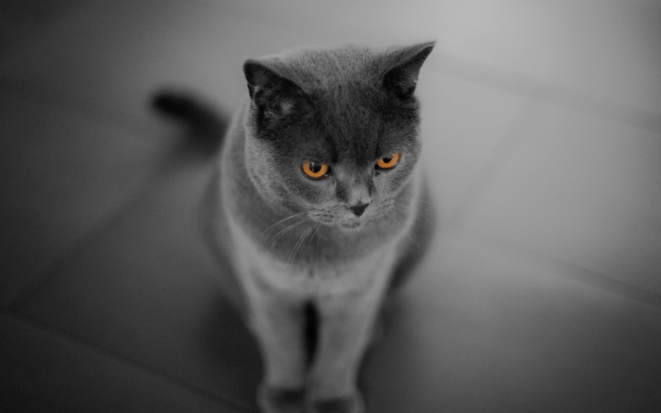 Download British Shorthair Cat Gray Feline 2024 HD Wallpaper wallpaper