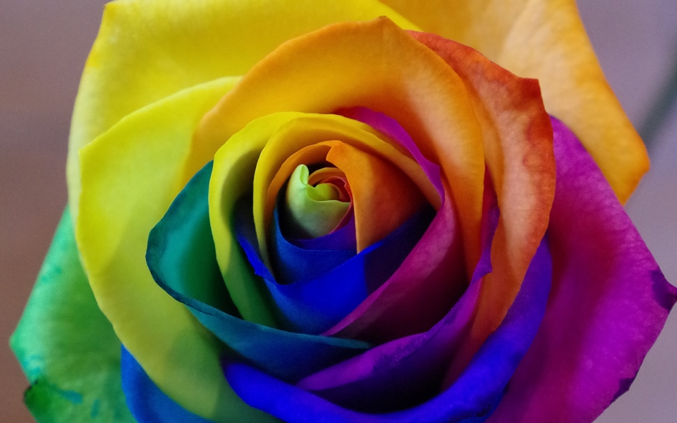 Download Close Up of Colourful Rose Bud Rainbow Roses HD 2024 iPhone iPad Android Wallpaper wallpaper