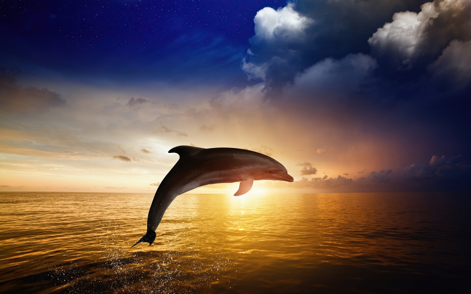 Download Dolphin Jumping HD 2025 Wallpaper wallpaper