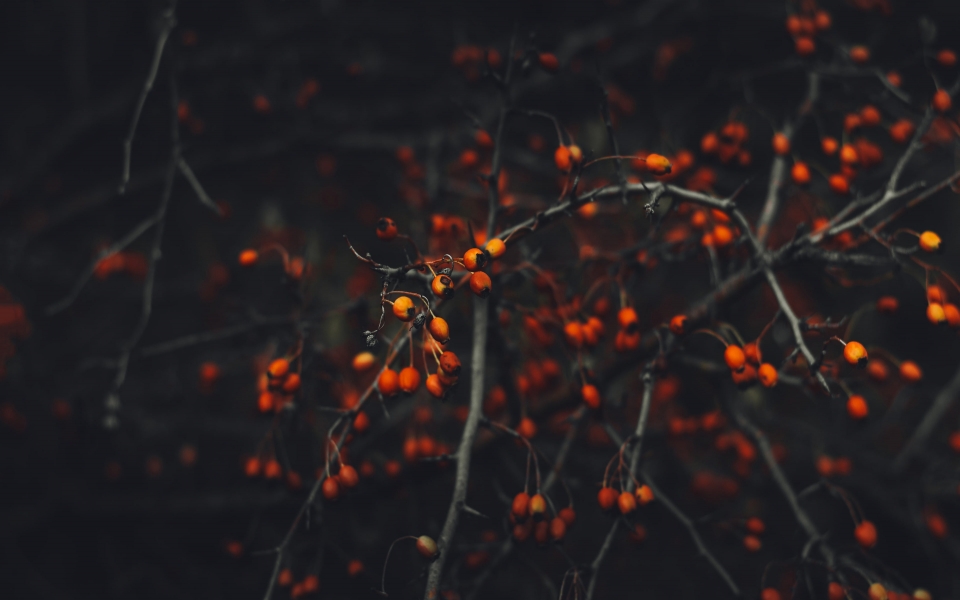 Download Fall Branch with Berries HD Wallpaper wallpaper