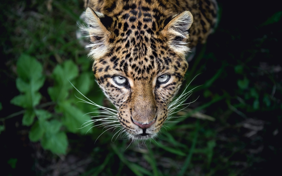 Download Leopard Hunting Stunning Animal HD 2024 Wallpaper wallpaper