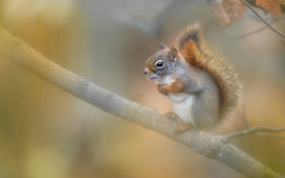Download Squirrel Charming Wildlife HD Wallpaper wallpaper