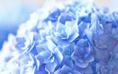 Beautiful Blue Hortensia Flowers