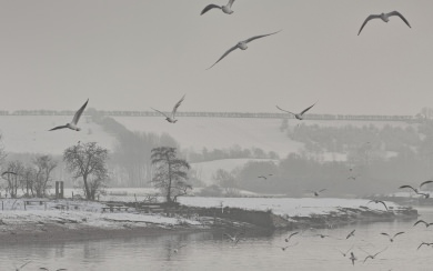 Birds Flying Over Snowy Lake