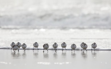 Birds On A Beach