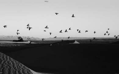 Black and White Bird Flock Over Desert