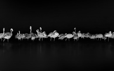 Black and White Flamingos Line