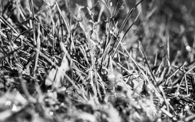 Black And White Grass Detail