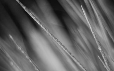 Black and White Grass with Dew