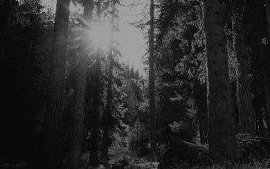 Black and White Sun Beaming Through Trees