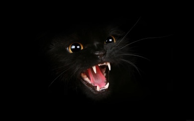 Black Cat Meow