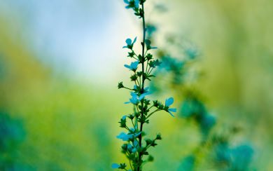 Blue Flowered Plant