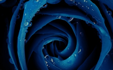 Blue Rose Water Droplets