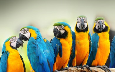Bright Colourful Tropical Flock Of Parrots