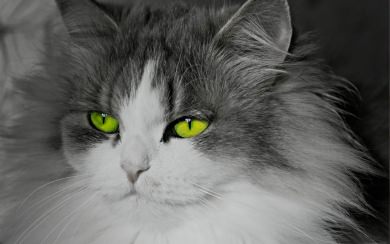 Bright Green Eyed Cat