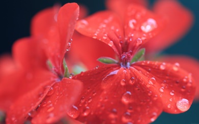Bright Red Dewy Flower
