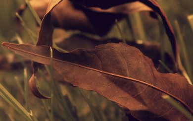 Brown Fall Leaf