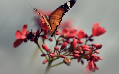 Butterfly On Red Flower