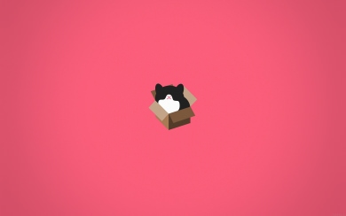 Cat In A Box Pink Wallpaper