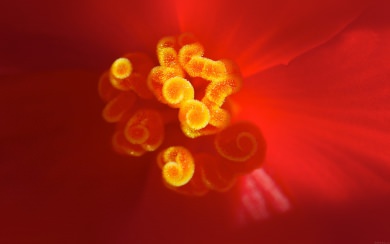 Centre Of Red Flower