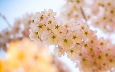 Cherry Blossom Flower Plant