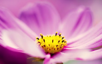 Close Purple Flower