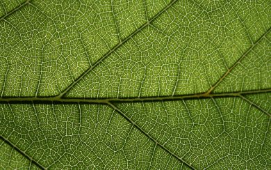Close Up Leaf
