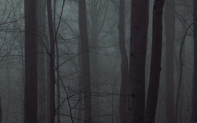 Creepy Misty Trees in Woods