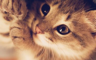 Cute Kitten Close-up