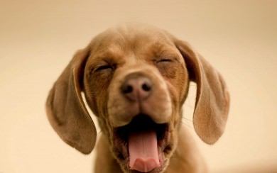 Cute Sleepy Chocolate Labrador