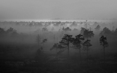 Dark Misty Trees