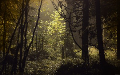 Dark Scary Woods