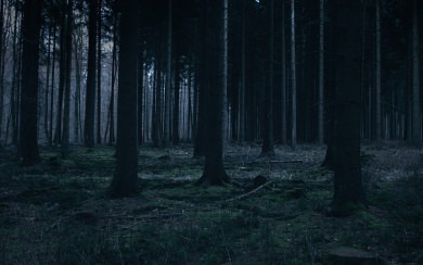Dark Woodland